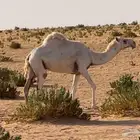 لقحه وضحى على رماني على رمان ابو يد