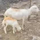 للبيع نعجتين رفيديات مناتيج