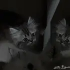 قط هجين (شيرازي و هملايا ) انثى عمره ثلاث شهور و عليها
