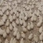 للبيع صوص لاحم العمر 3 ايام