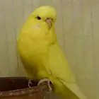 بادجي انجليزي   بادجي انقليزي