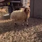 نعيمي