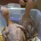 فرخ كاسكو انتاج محلي حجم بطل باقي فرخ