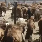 اضحيتك الين باب بيتك