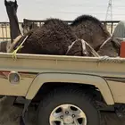 قعودين كفو فل مغلقه للبيع التواصل اتصال