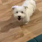 كلب مالتيز انثى