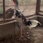 للبيع زوج شامو ياباني وزوج شامو الماني بيور