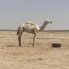 قعود رماني