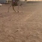 رحول وضحاء