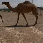 عشرا شعلا كفو