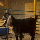 للبيع جفره عارضيه خصم صنف