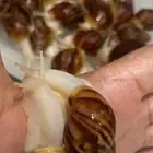 حلزون افريقي عملاق