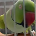 دره اليف جدا متكلمم