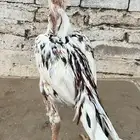 للبيع ديك سندي توب