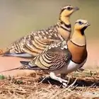قطاء نغاق