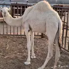 للبيع بكرة مفرودة طيبة حليب وشعير