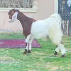 جفره شاميه نادره وطيبه