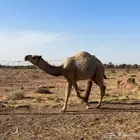 قعود اشقح طيب