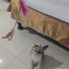 للتبني