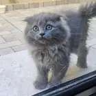 قط صغير سكوتش فولد شيرازي