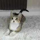 قطط شيرازي تبني