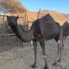 بكره ثنيه مايته بنتها قبل شهر