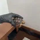 سلحفاة برية سولكاتا