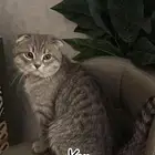 قط سكوتش ذكر عمره 3 سنين للبيع