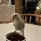 طير