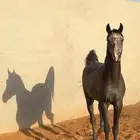 حصان شعبي فاخر