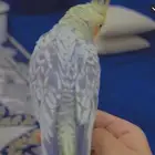 كروان اليف للبيع