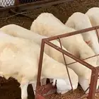 رخيل بلدي مراح تربيه نظيفه ماشاءالله
