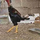 ديك باكستاني سندي