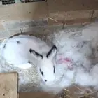 انثى ارنب قزمه (نذرلاند) معى عيالها