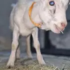 تيس قزم للبيع