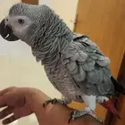 كاسكو جامبو انثى اليفه العمر سنه (البيع بسبب النقل)