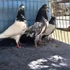 حمام باكستاني