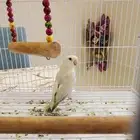 روز أبيض جميل ولعوب بصحة ممتازة قفص كبير