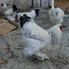 ديوك براهما صافيه