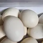 للبيع دجاج بلدي وبيض بلدي