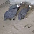 للبيع 3 دجاج اوديوك حبش