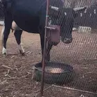 بقره منتوج لها ثلاث ايام