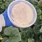 اقراص عسل القرع من زهرة اليقطين