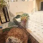 قلع وغرس وتوريد جميع انوع النخيل الوشنطمي والعربي وتزين