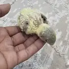 فروخ روز