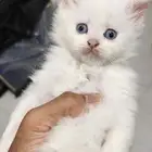 قطط للبيع