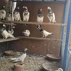 حمام باكستاني تيدي جنسرا