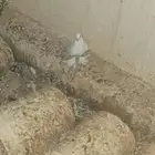 حمام تركيه