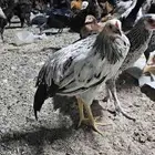 دجاج فروج للبيع