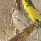 طيور حب اذكاره